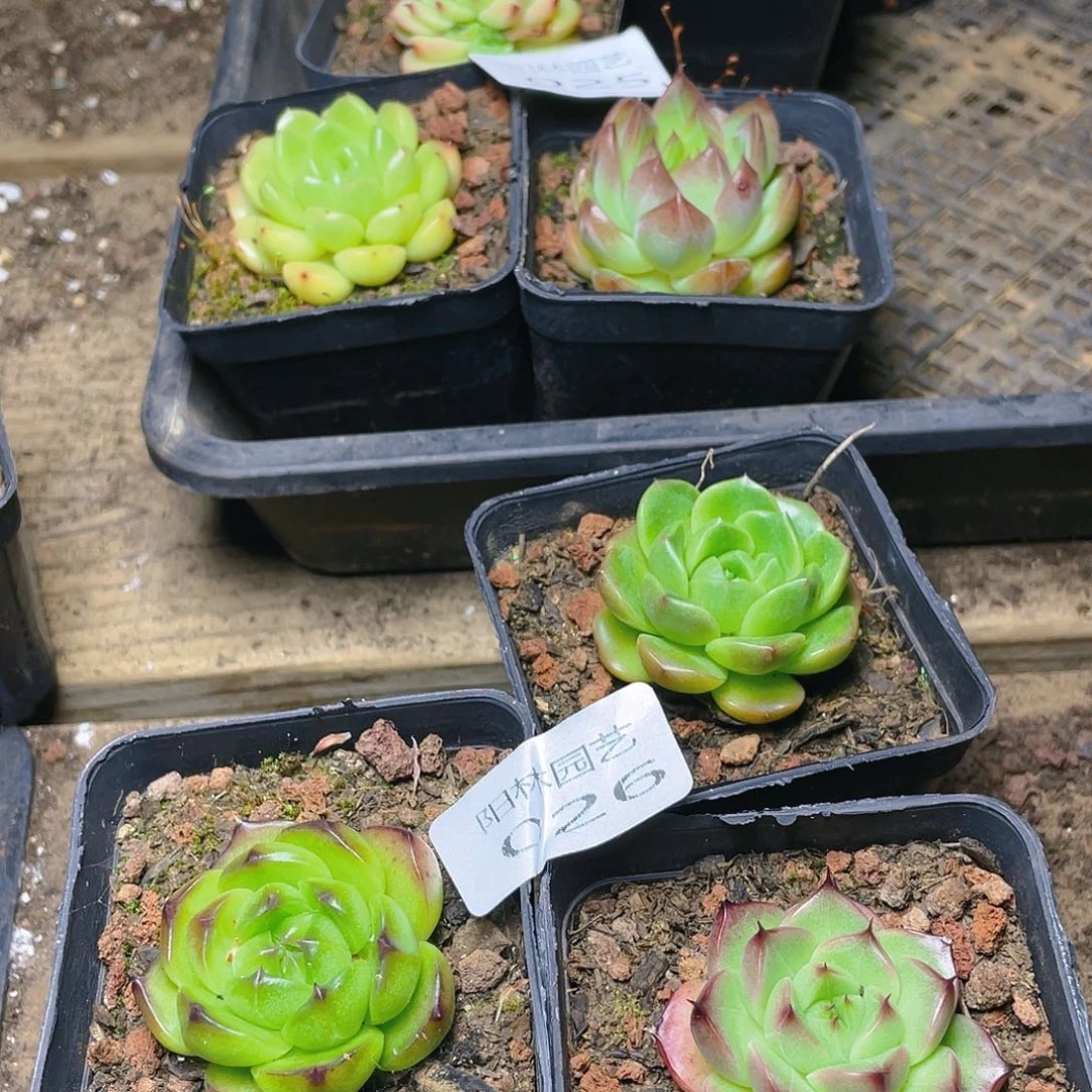 多肉植物多肉植物26