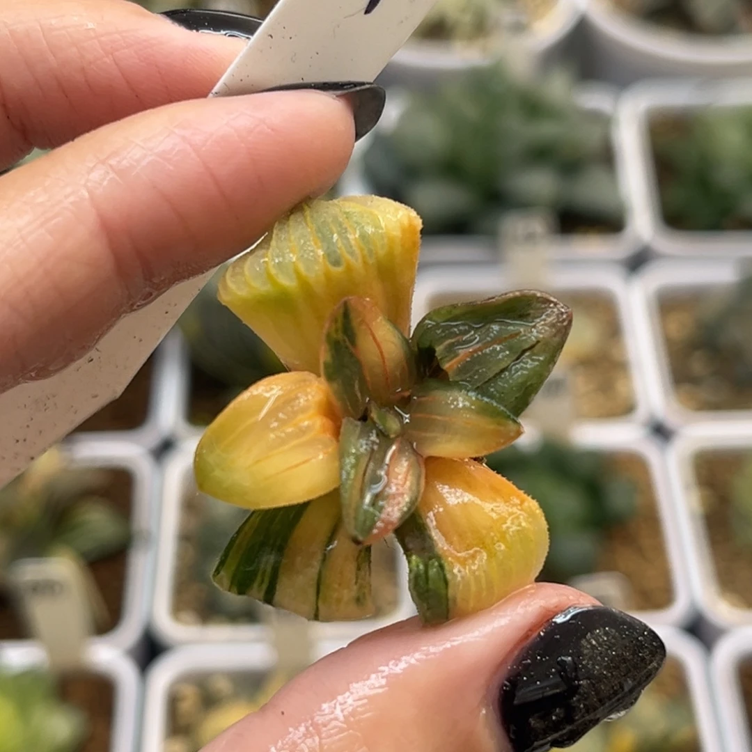 14红纹寿锦（无根介意勿拍）福利专场