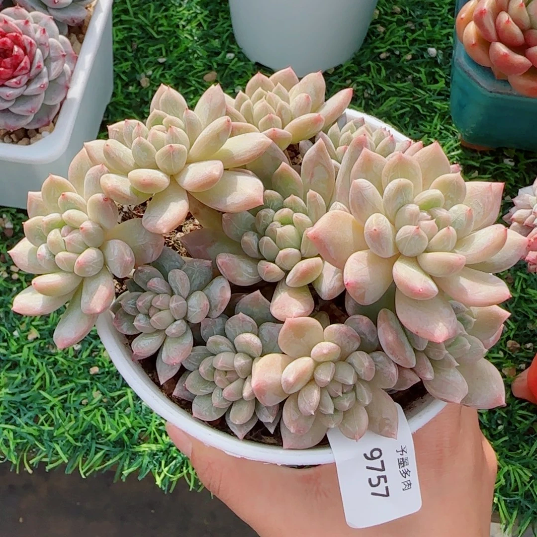 百达翡翠，9757多肉植物