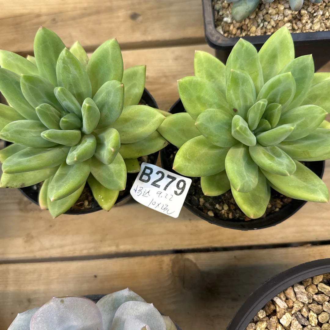 B279，马达，多肉植物，海洋