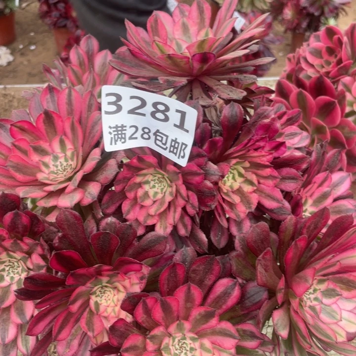 3281二号棚红铜鼓A