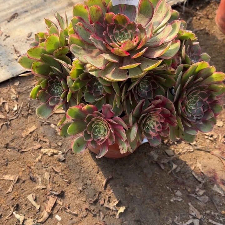 粉花妖多肉处理不包断头0350