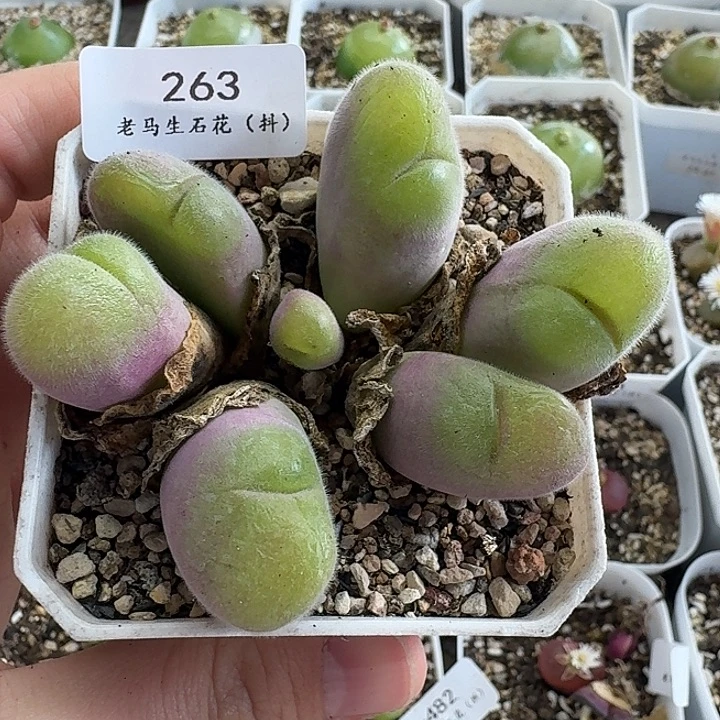 老马生石花毛翠滴263