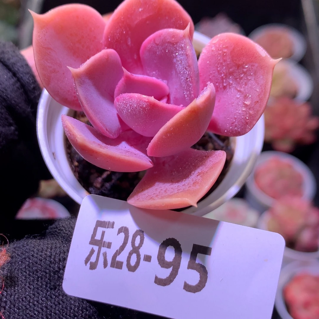 乐然28-95 紫珍珠