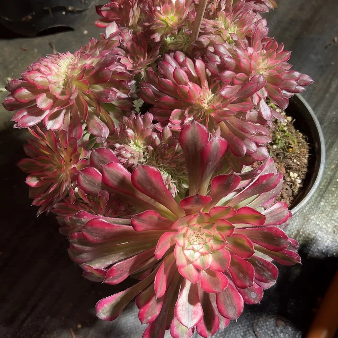 红铜超白老桩厚板