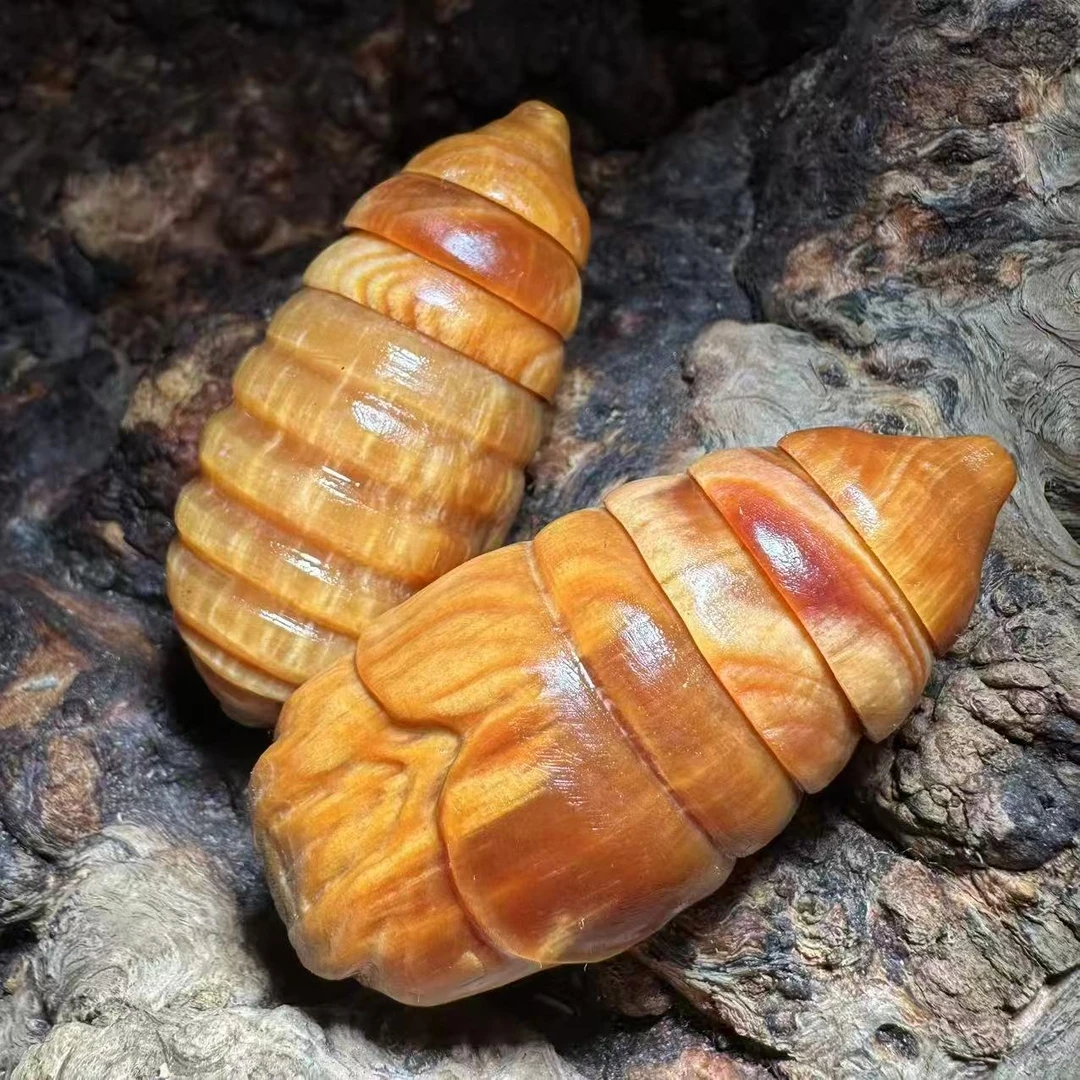 琥珀木把件高油爆透手工雕刻蚕蛹东南西北男女文玩把件蚕蛹手把件