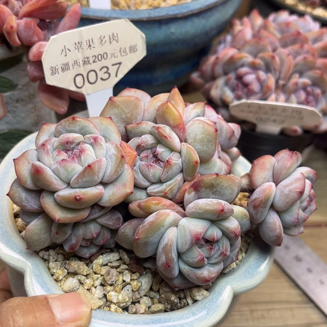 绿底紫心037/12cm多头