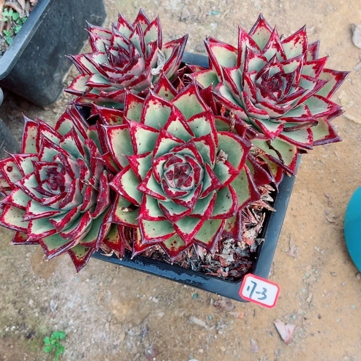 香***仔乌木精品植物老桩