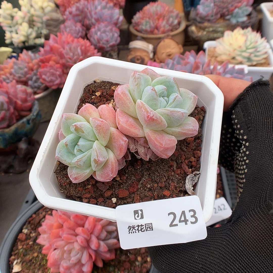 243冰玉多肉植物6666