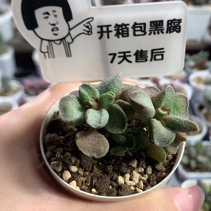 A7656–专拍专拍专拍