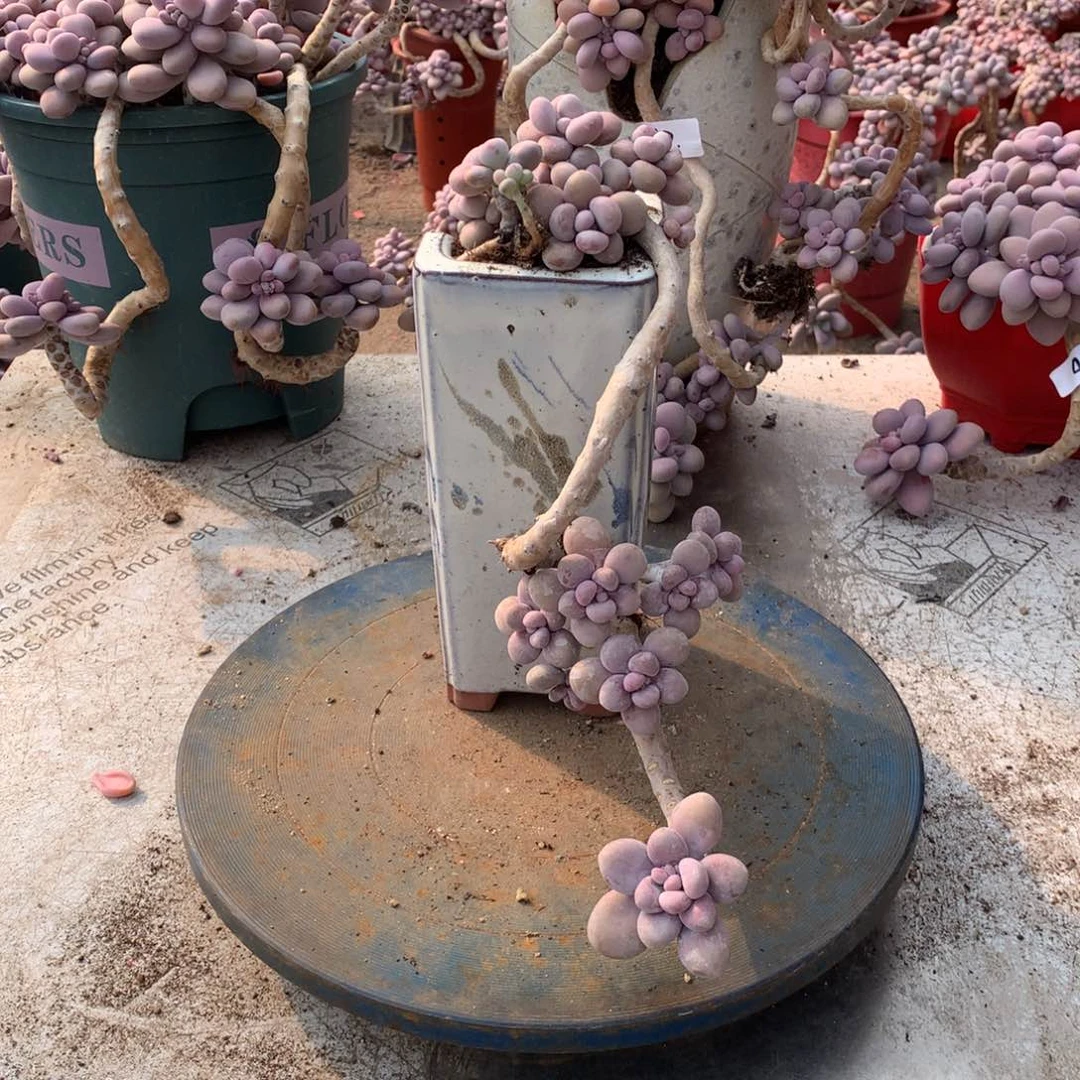 51一物一拍桃蛋老桩不带盆