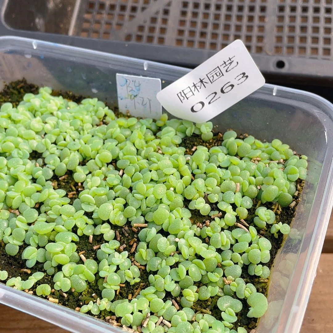 t***i多肉植物多肉植物263