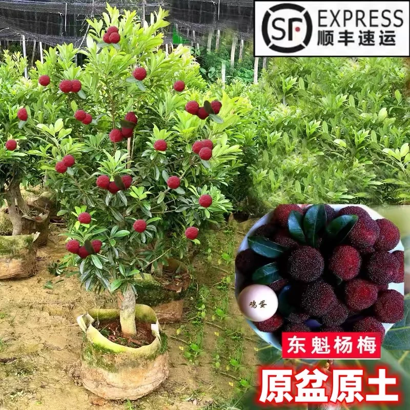 大果杨梅树苗嫁接东魁杨梅黑炭杨梅水晶白梅带土发货原杯当年结果