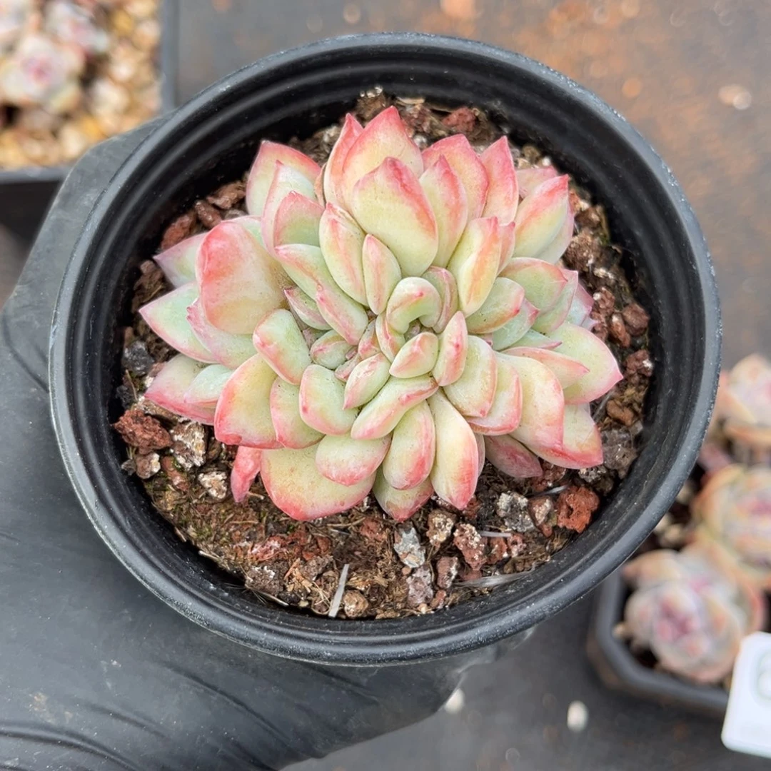 归***来653号新疆西藏内蒙古不包邮