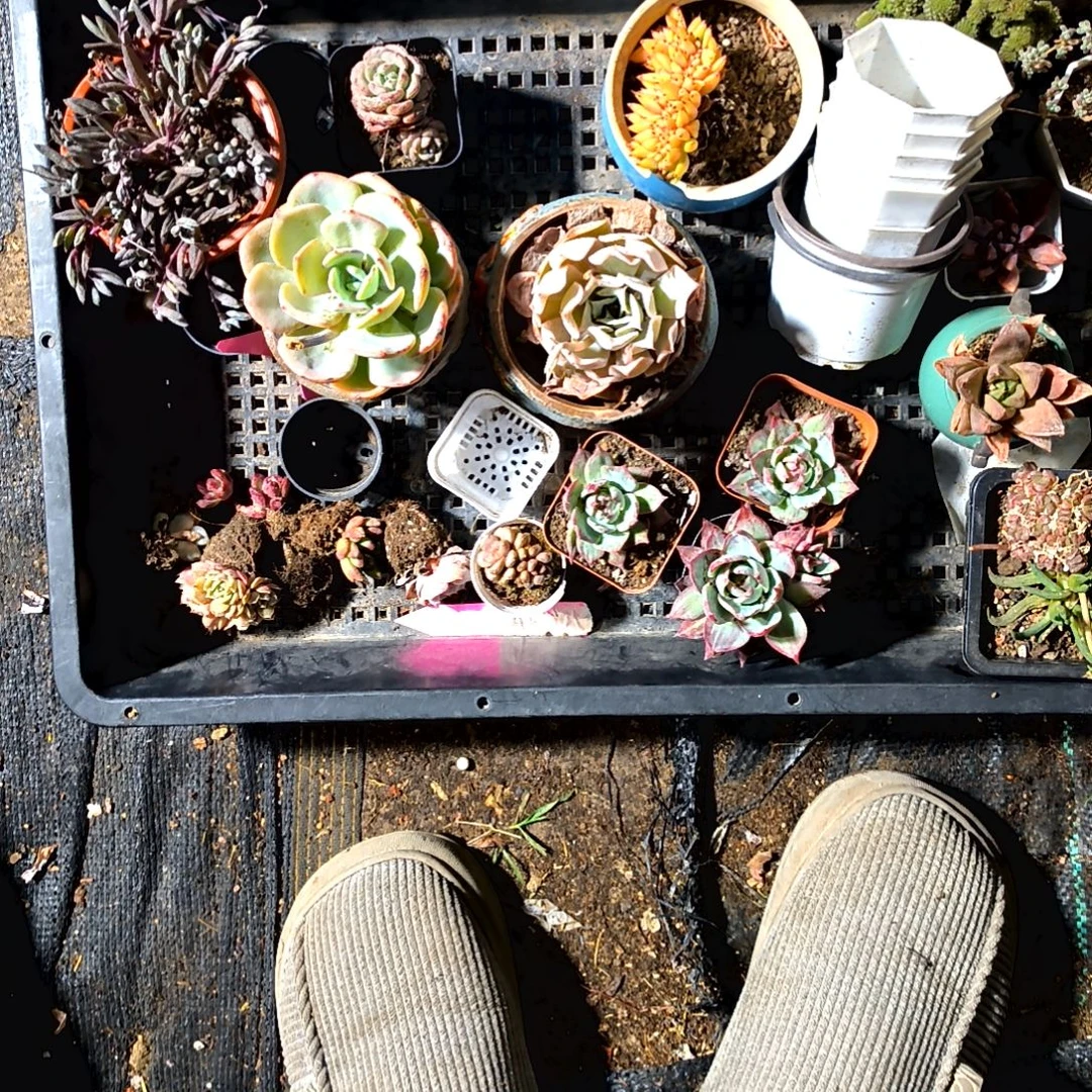 一***✨满9元包邮，一大框子样板，有魔男缀