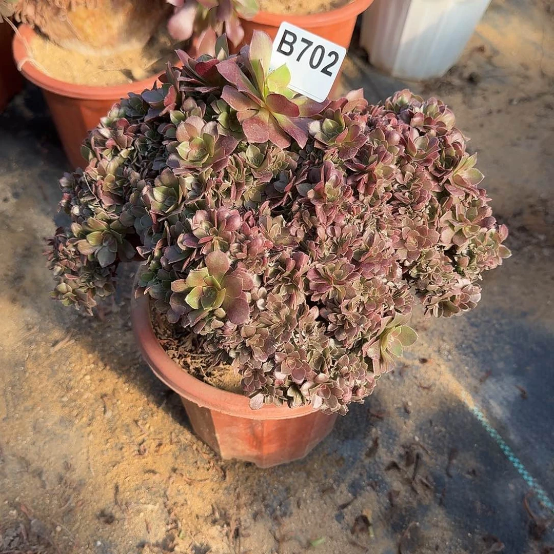 702玫瑰一颗满28包邮