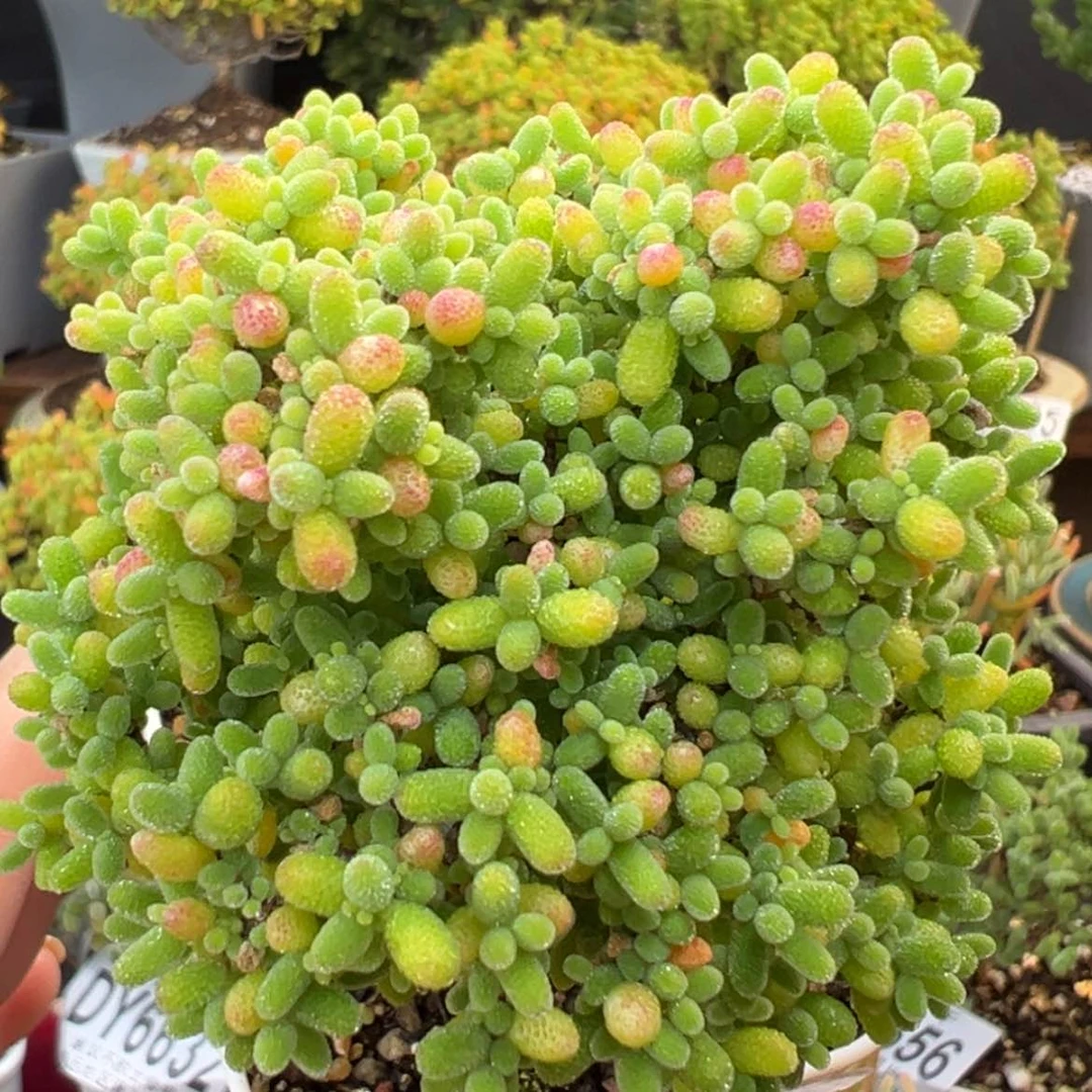 【闪购商品】开播炸dy6652精控蜜橘糖球冠幅7.5