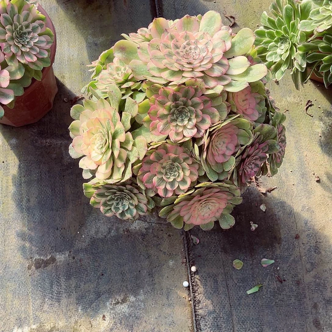 法师多肉漂亮漂亮