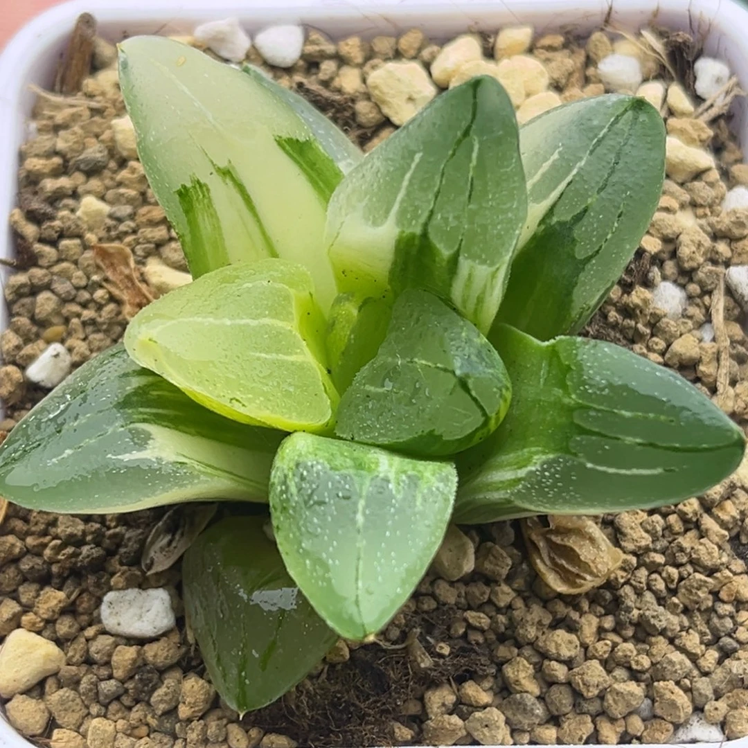 663冰城锦头家多肉十二卷