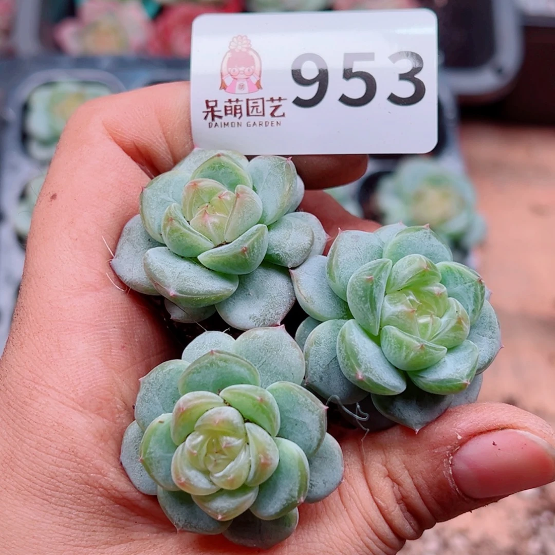 多肉植物多肉植物