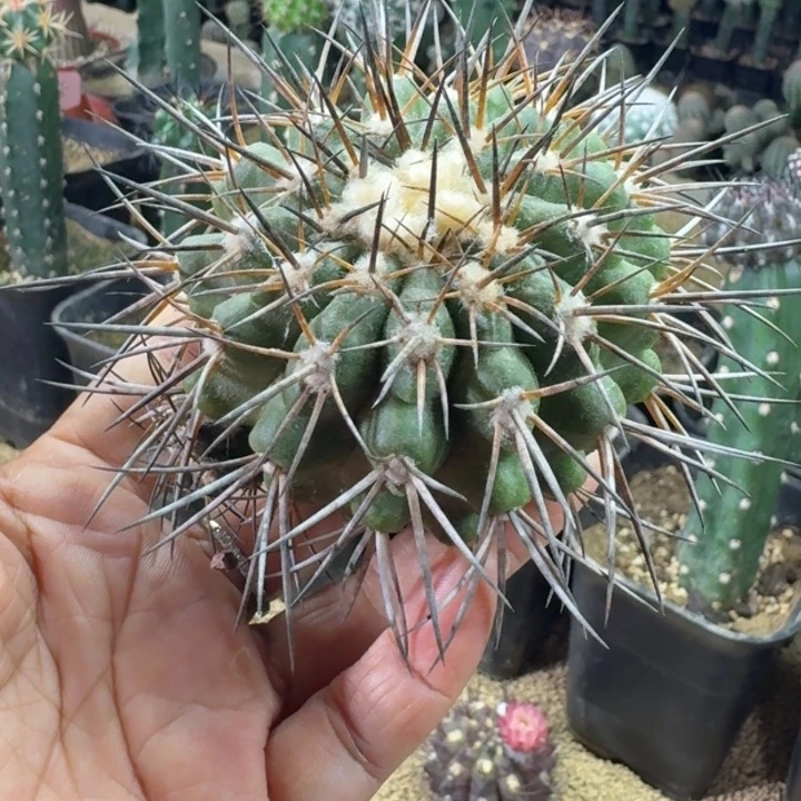 仙人球，黑王，带崽，有根