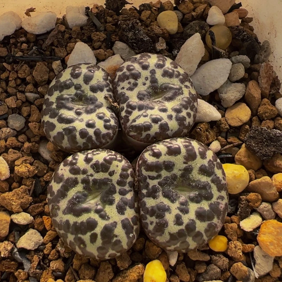 852多肉植物种类和