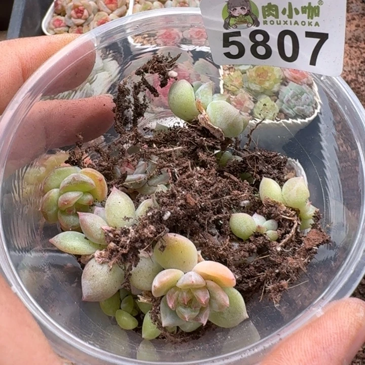 蓝****多肉植物多肉植物