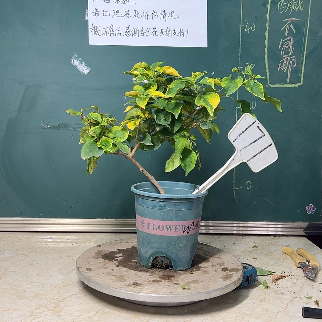 完全开放 造型 红九月  171