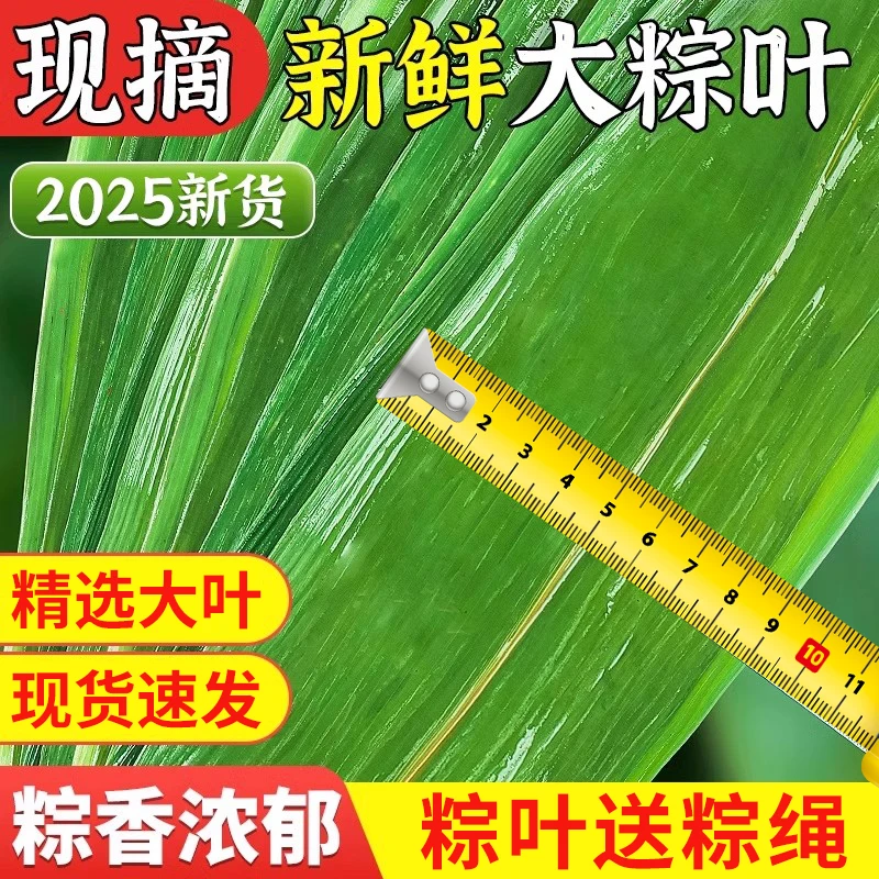 【现货速发】新鲜粽叶竹叶摆盘装饰小叶子商用大号鲜棕寿司DIY用具
