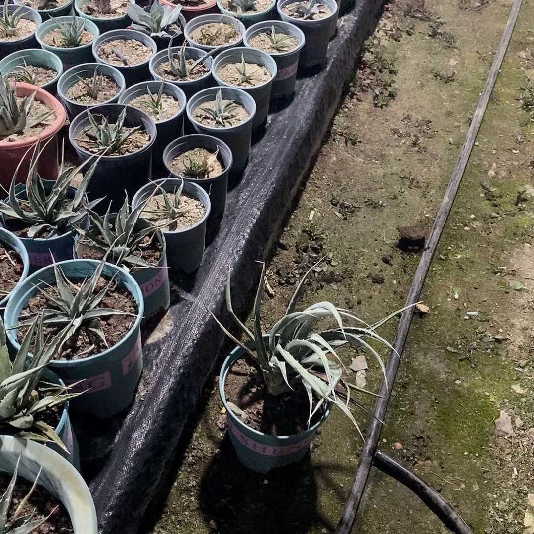 C***O0868龙舌兰一颗不包死活111