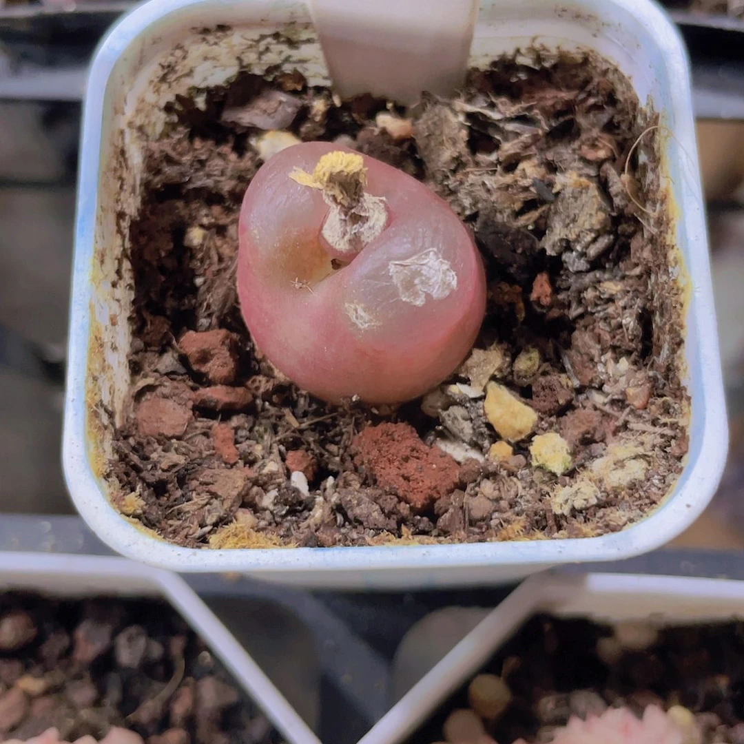 A****?毛汗泥w070一物一拍多肉