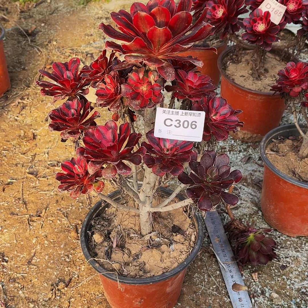 多肉植物306香奈儿