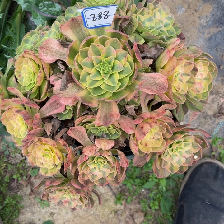 288雨荷多肉植物法师