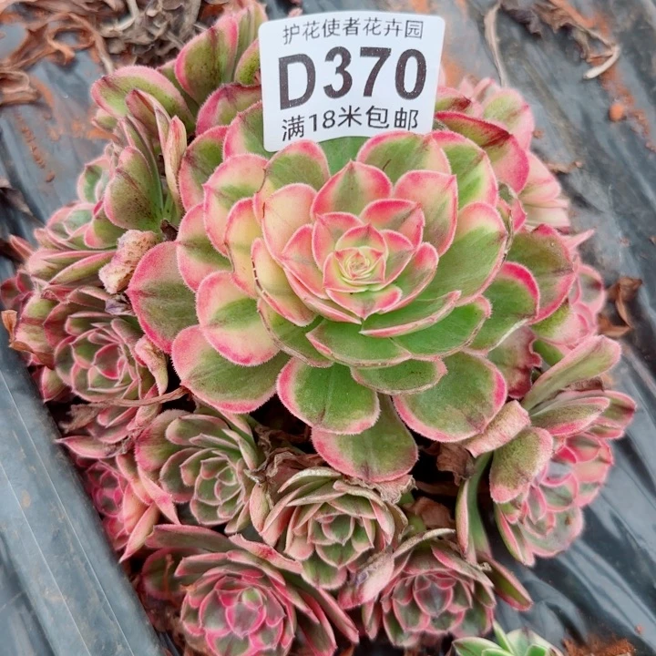 多肉法师哈，胜捧花