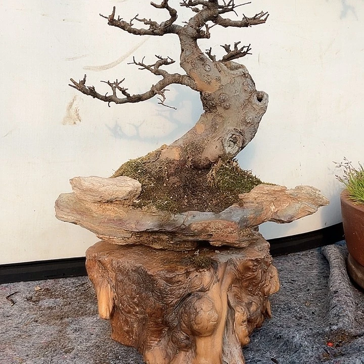 前*盆景植物1020元秒