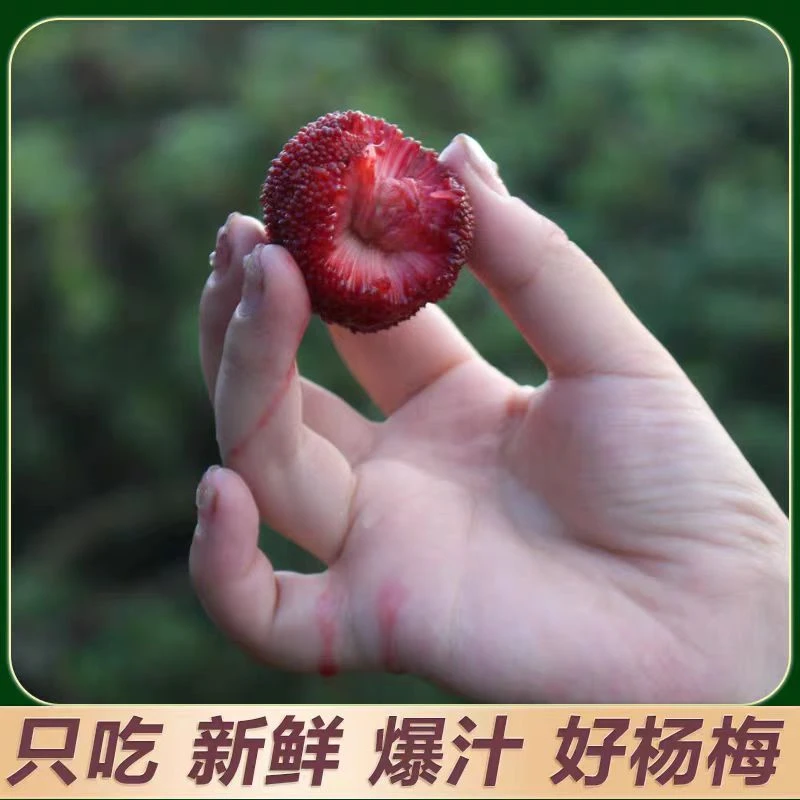 正宗仙居东魁杨梅现摘现发当季新鲜水果冷链空运精美礼盒装