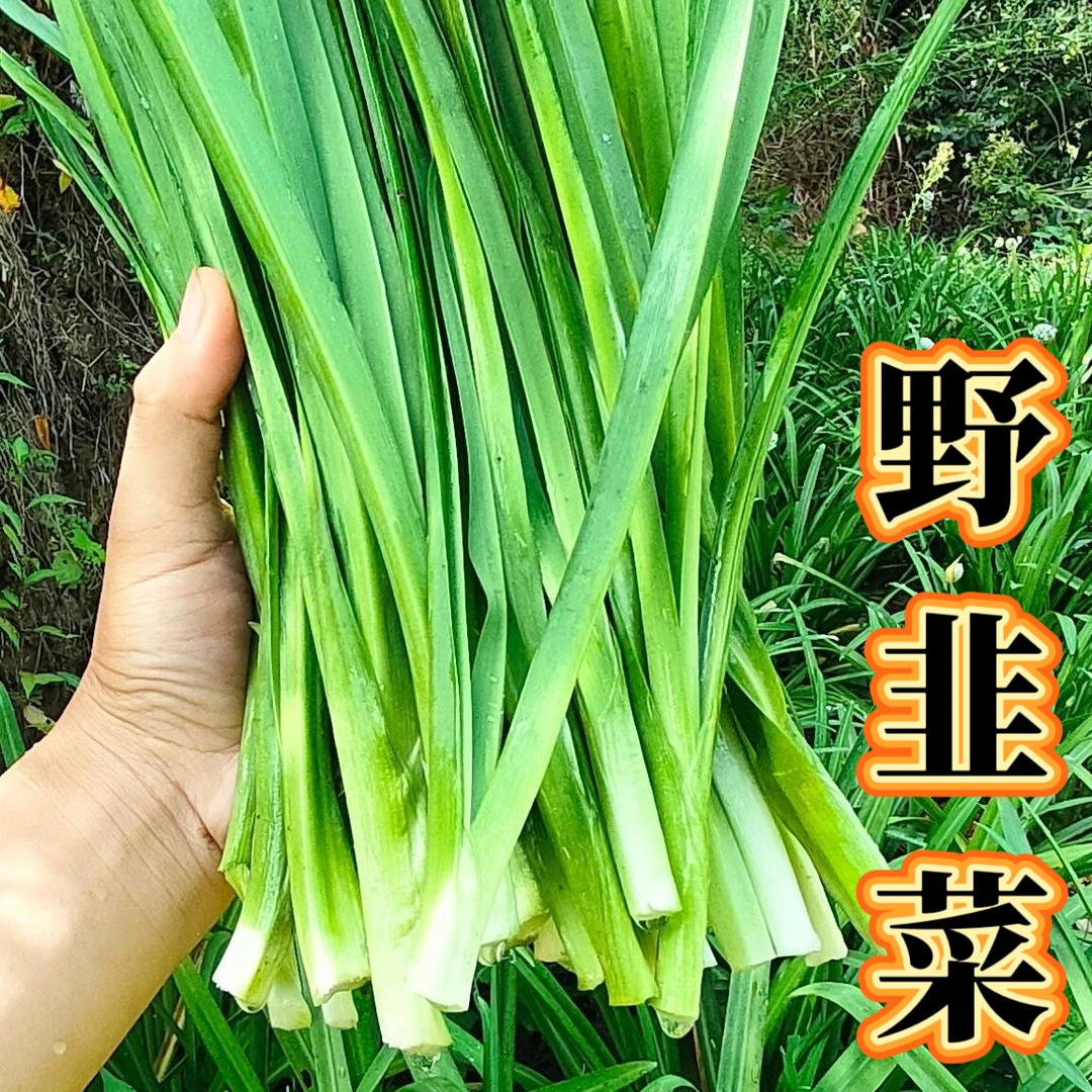 【顺丰包邮】云贵川特产野韭菜山韭菜观音菜撇菜叶大宽叶韭石韭菜叶