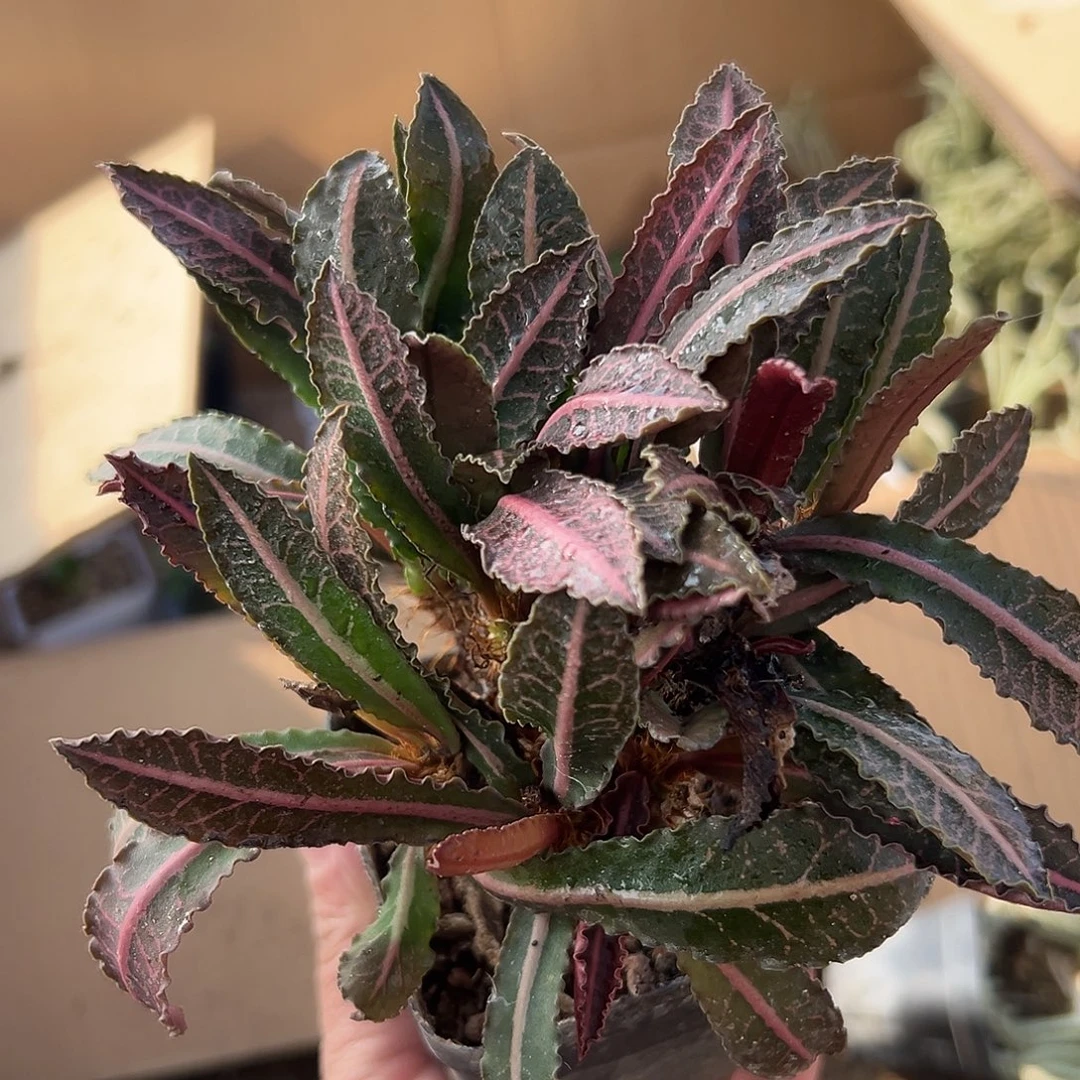 多肉植物彩叶麒麟
