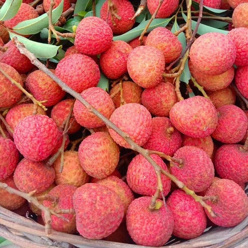 广东产地黑叶荔枝当季新鲜现摘现发清甜多汁水果