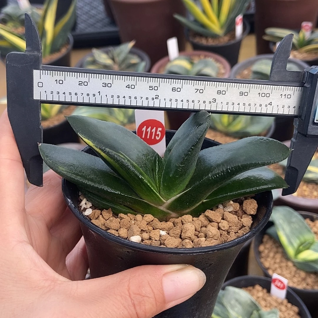 1115卧牛实生少锦带盆发货