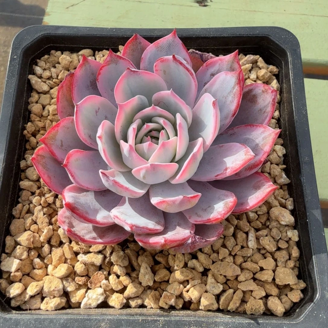 劳伦斯锦锦上园艺一物一拍