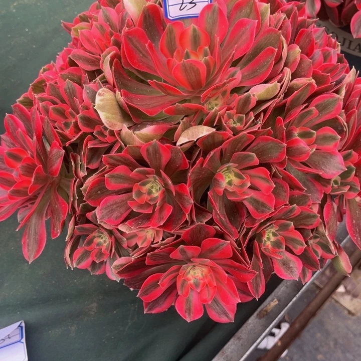 粉女郎多肉植物老庄