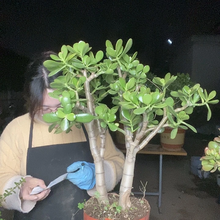 淡***然黄金玉树一物一拍