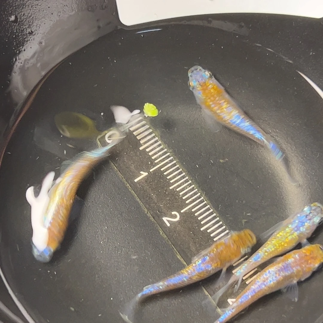 海水双色海王星一组53