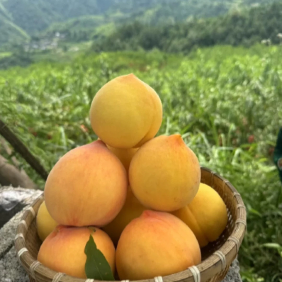 黄桃果园现摘现发罗子山高山黄桃（顺丰包邮）