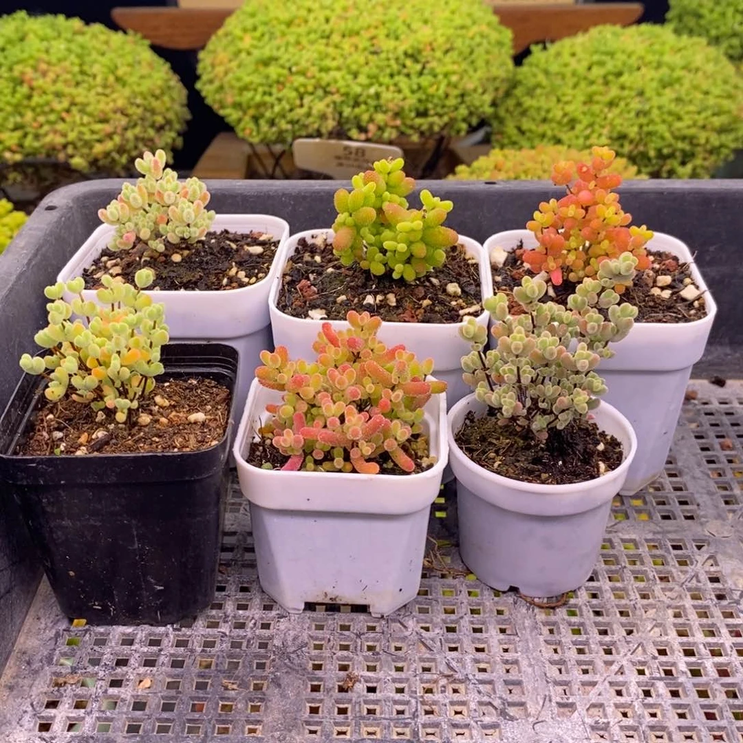 无花朵◍***◍180实生冰晶