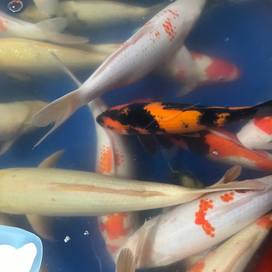 ⑥锦鲤活鱼红白大正三色白金黄金招财鱼好养耐活淡水冷水观赏鱼