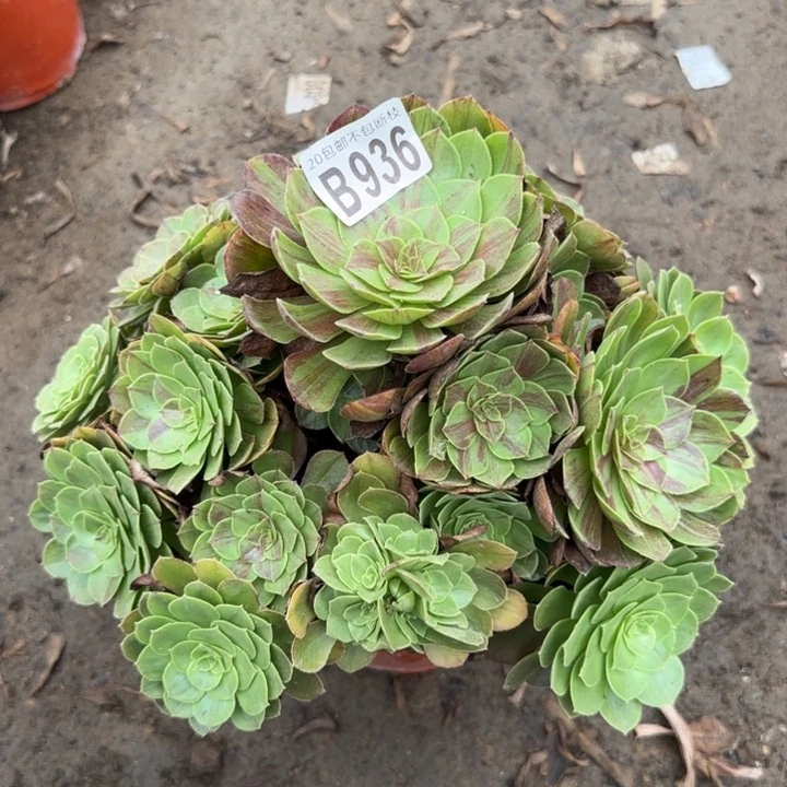 花月夜……多肉植物……