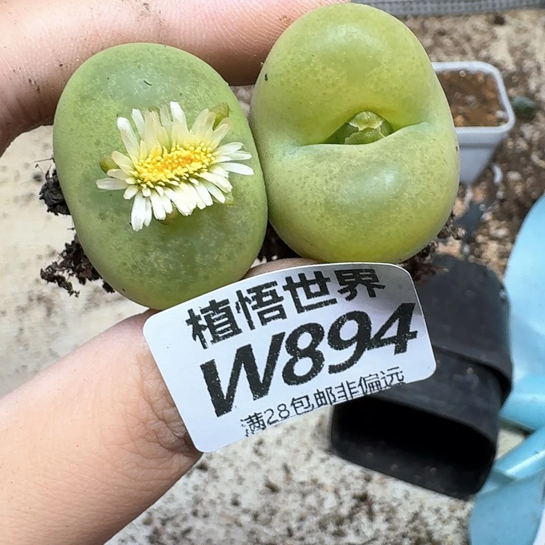 多肉植物的润泽fgb