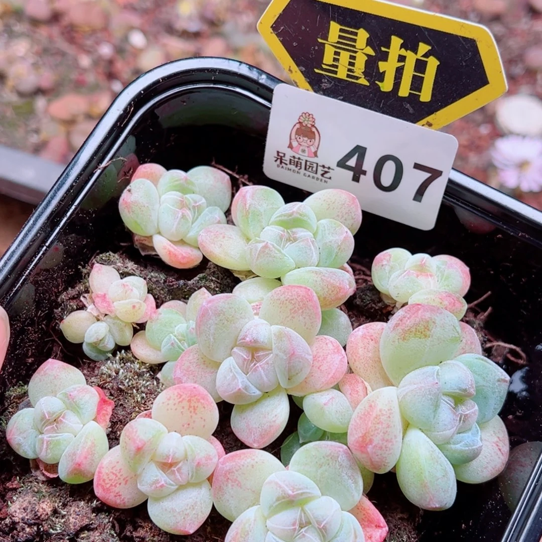 多肉植物多肉植物